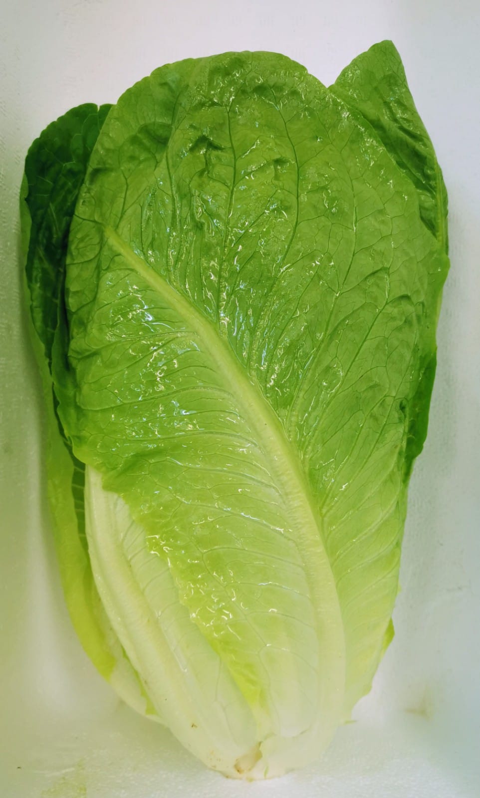 lechuga.jpg