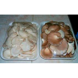setainvernaderoenbandeja.jpg